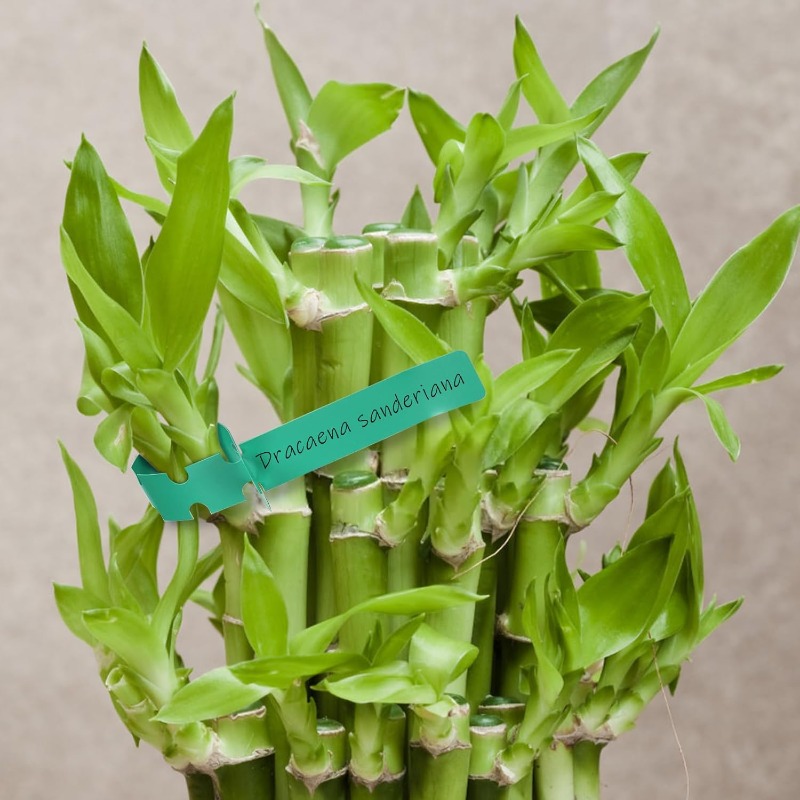Etiqueta para Plantas / Etique - Plant Label Tags reseña y precio