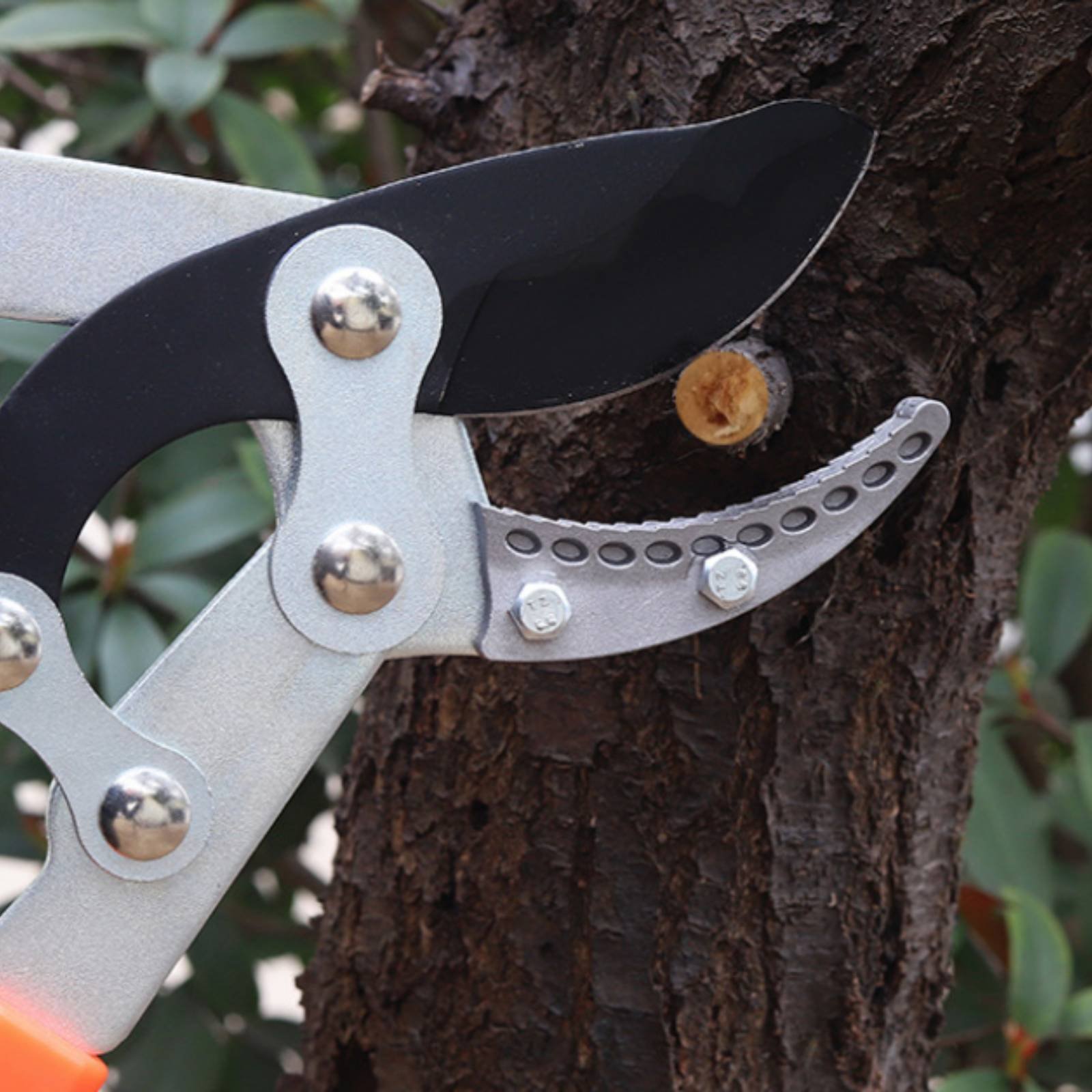 Podadoras telescópicas para ra - Gardening Tool reseña y precio